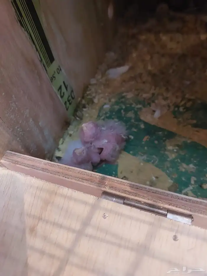 زوج كروان البينو مع فروخه لايفوتكم شي فاخر من الاخر ومميززز 5