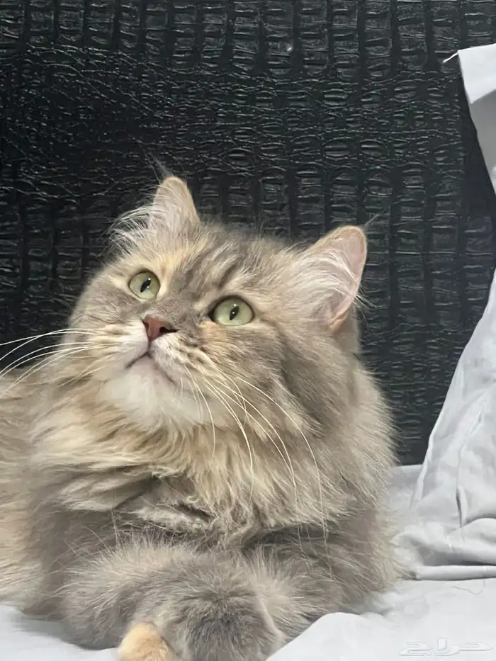 قطتين للتبني 0