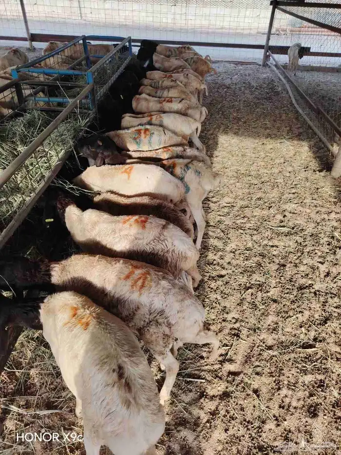 للتجار والملاحم برابر وتيوس صومالية جذعان جودة ولحم نظيف 0