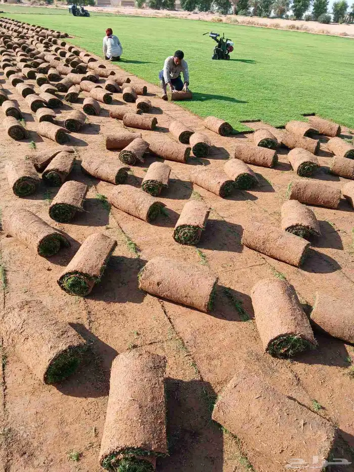 ثيل طبيعي سي 2000 درجه اولى صافي ونقي على الشرط شكل جمالي وخ 1