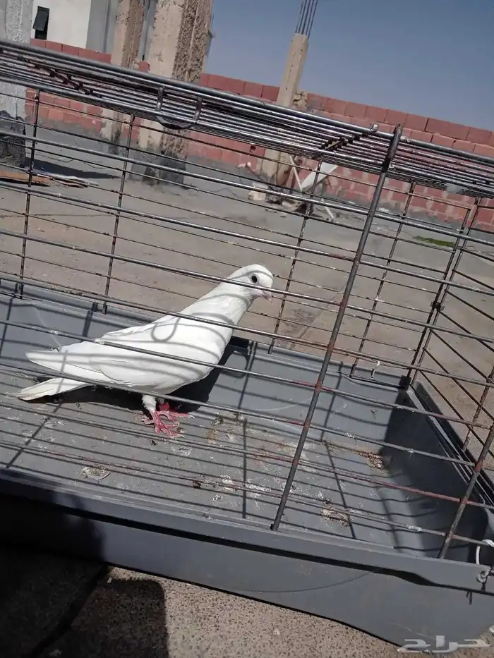 زوج باكستاني و 3 فارايد ذكرين واحد لاكا وواحد رام ذكر قطيفي 9