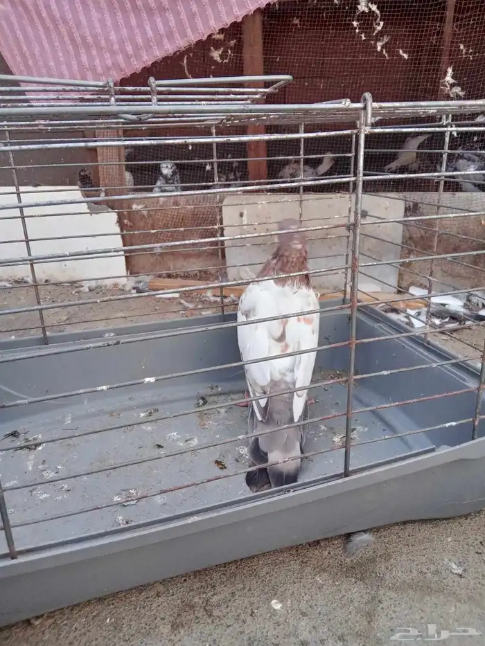 زوج باكستاني و 3 فارايد ذكرين واحد لاكا وواحد رام ذكر قطيفي 6