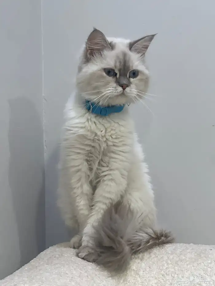 قطتين للتبني 1