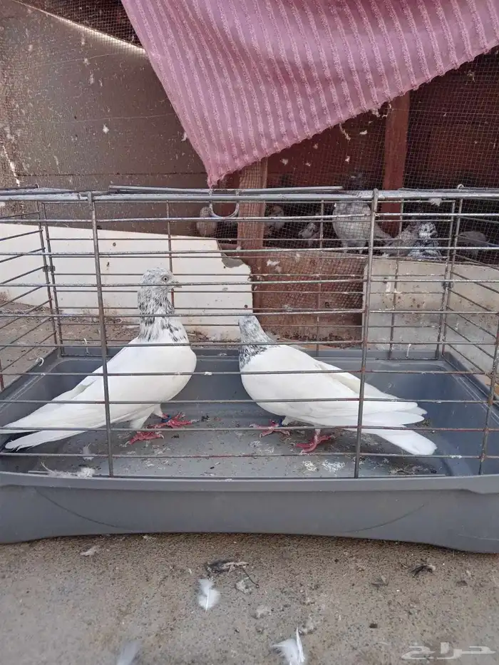 زوج باكستاني و 3 فارايد ذكرين واحد لاكا وواحد رام ذكر قطيفي 0