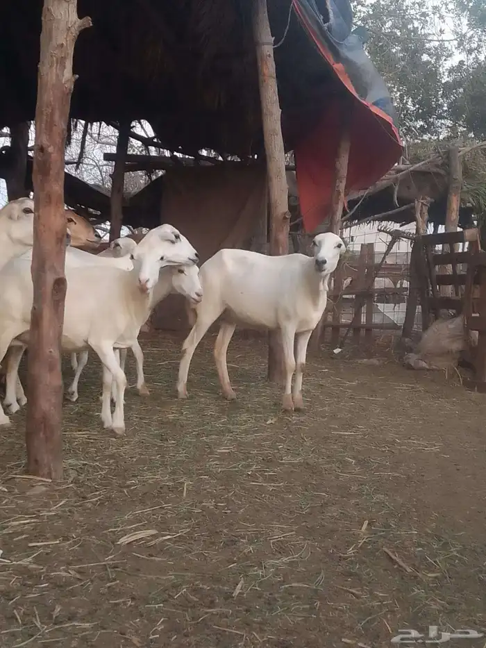 ضان رفيديات قرايب دفيع على شرط وشك الولاده وسن وديس وجرم ماش 7