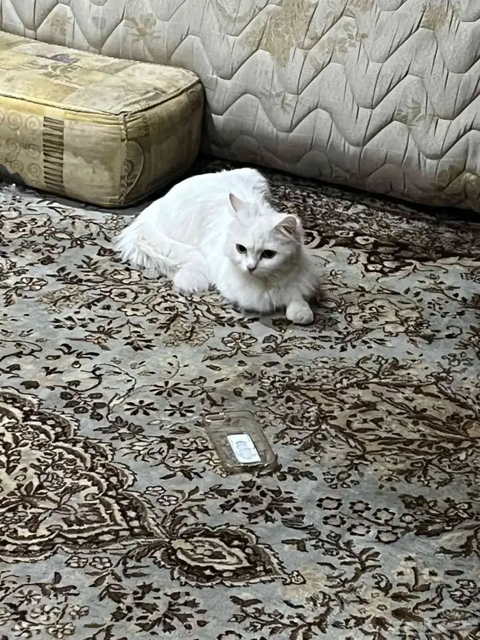 بسة انثا للتبني 0