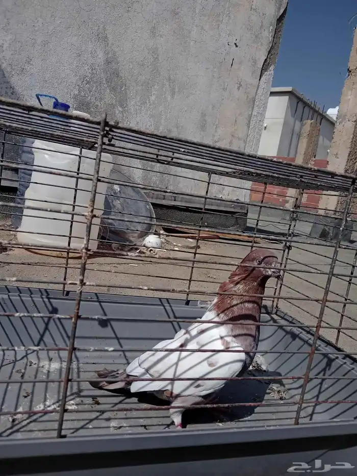 زوج باكستاني و 3 فارايد ذكرين واحد لاكا وواحد رام ذكر قطيفي 7