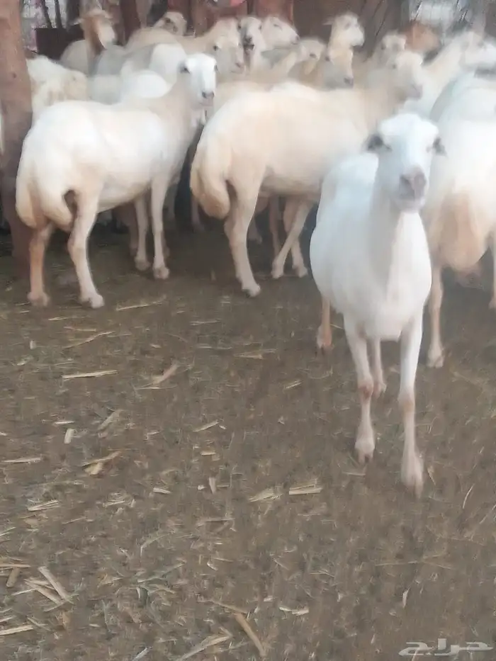 ضان رفيديات قرايب دفيع على شرط وشك الولاده وسن وديس وجرم ماش 5