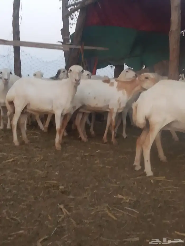 ضان رفيديات قرايب دفيع على شرط وشك الولاده وسن وديس وجرم ماش 6