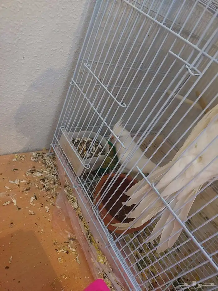 زوج كروان البينو مع فروخه لايفوتكم شي فاخر من الاخر ومميززز 3