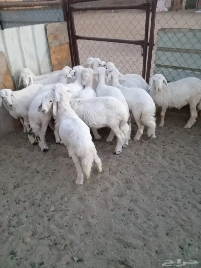 17رخل شرط وشعره ونظافه ومراح واحد 1