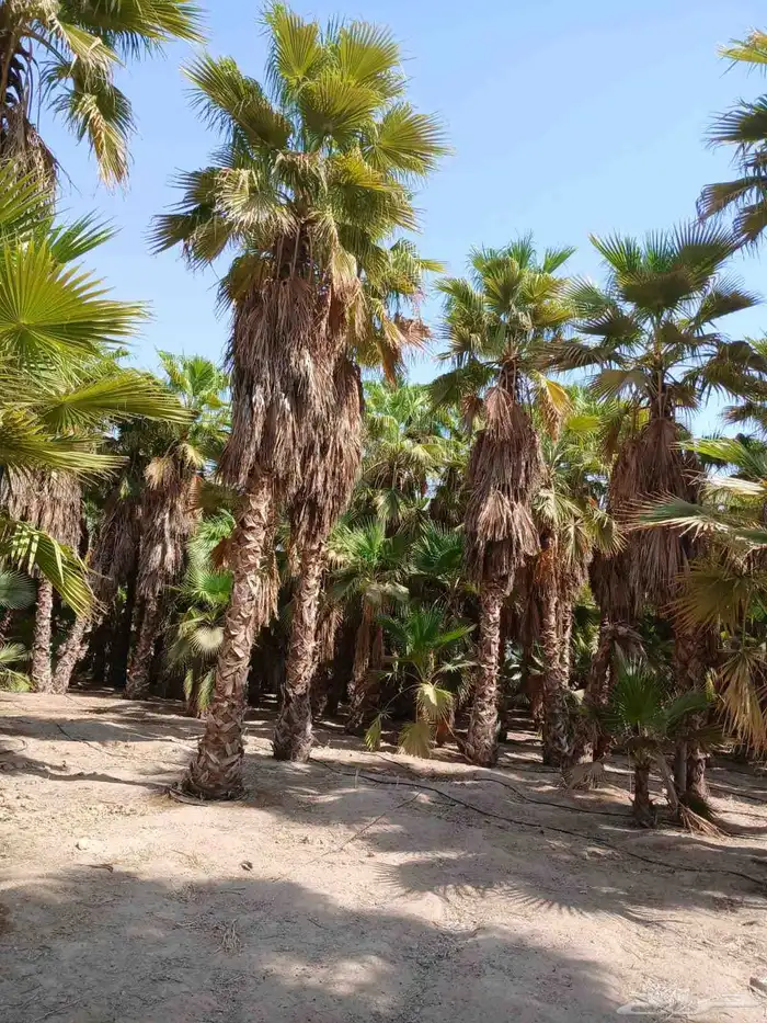 نخيل واشنطني ونخيل عربي واشجا زيتون للبيع 6