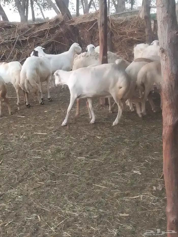 ضان رفيديات قرايب دفيع على شرط وشك الولاده وسن وديس وجرم ماش 0