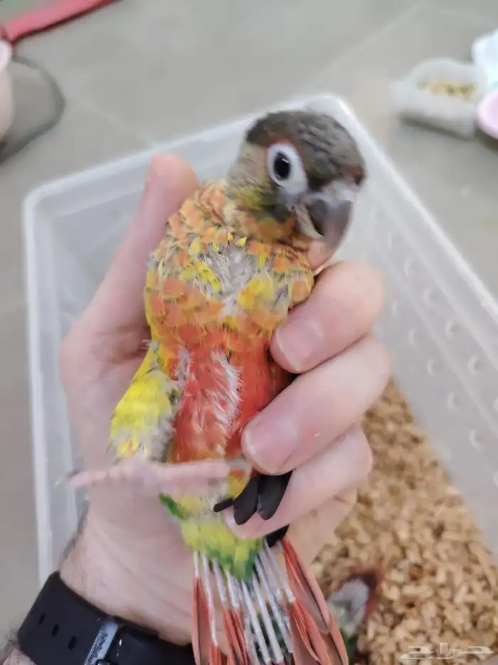 كنيور بيرلي وكنيور يلو سايدرد فاكتر ((تم البيع)) 2