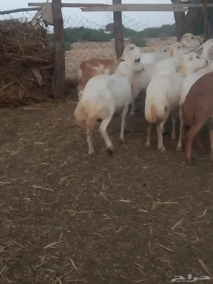 ضان رفيديات قرايب دفيع على شرط وشك الولاده وسن وديس وجرم ماش 10