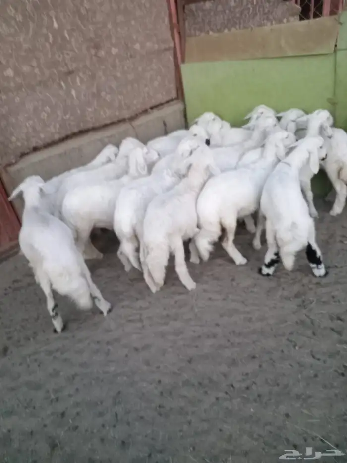 17رخل شرط وشعره ونظافه ومراح واحد 3