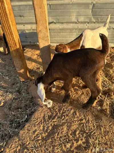 معزا تحتها 6 index