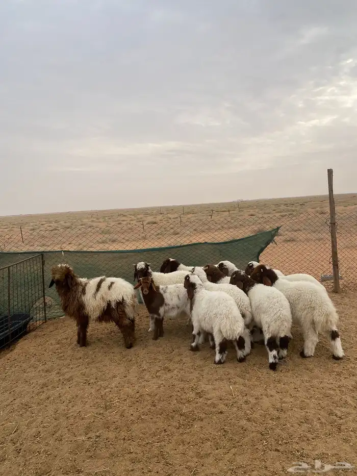 بهم نعيم تم البيع 2