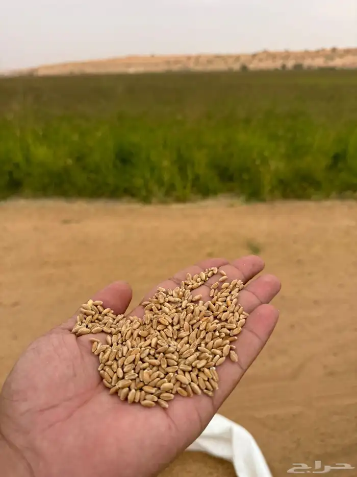 بذر قمح سميد 2