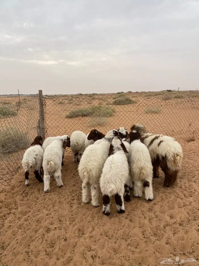 بهم نعيم تم البيع 0