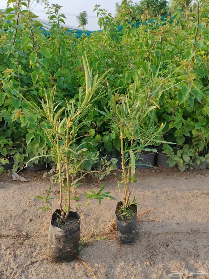 زرع وشتلات وانواع الشجر 8