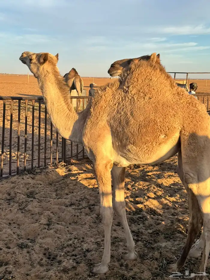 بكره مفرودة 0