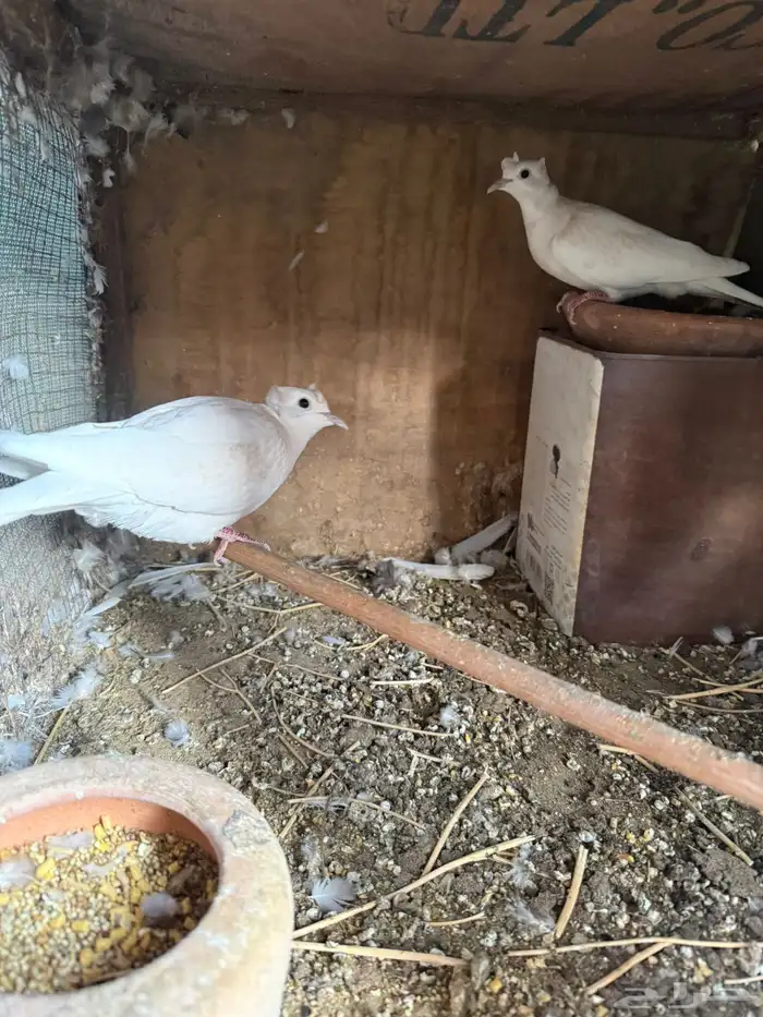 حمام هولندي 0