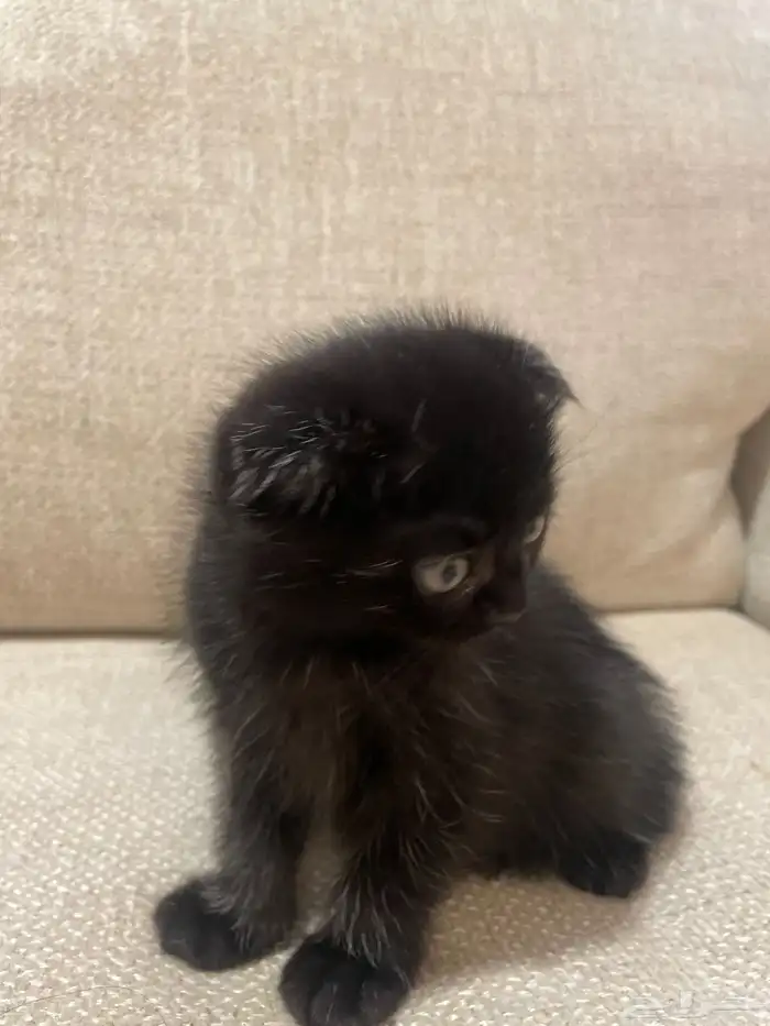 قطط مكس سكوتش وشيرازي 0