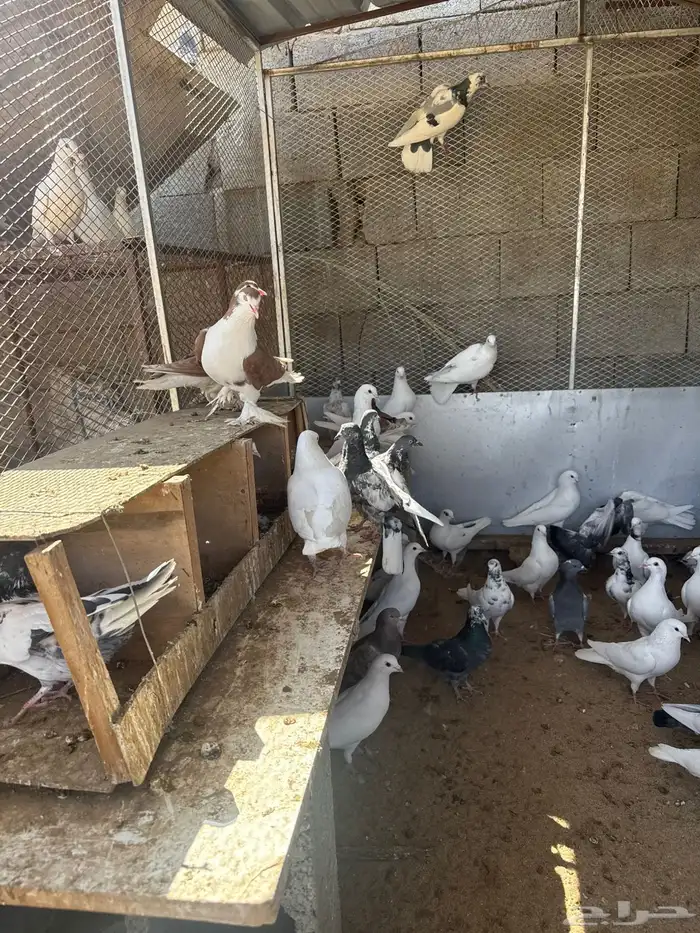 حمام بكستاني و فرنسي 5