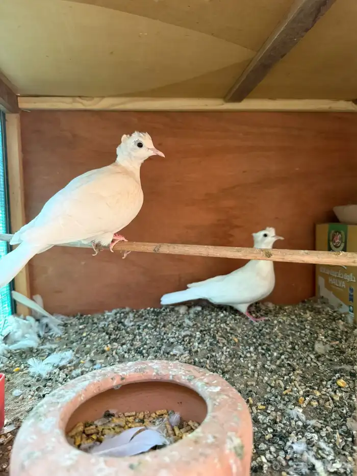 حمام هولندي 1