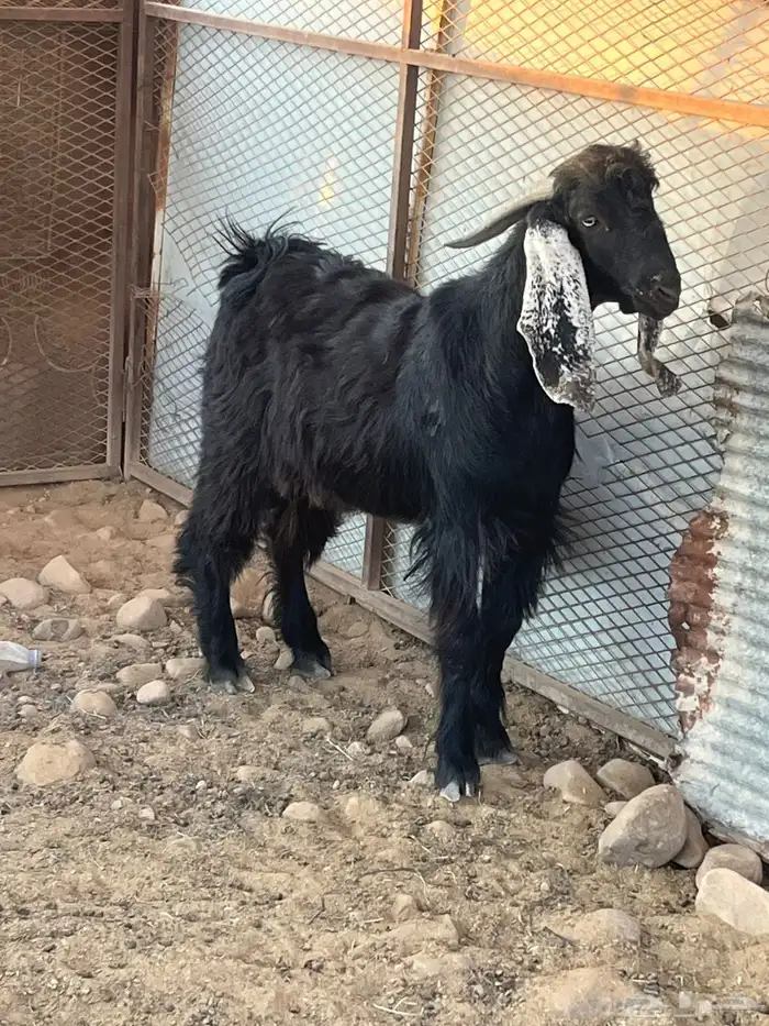 تيس عارضي مشروع فحل صنف الصنف 4