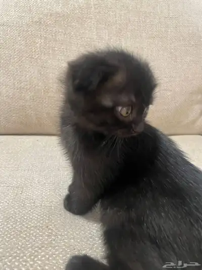 قطط مكس سكوتش وشيرازي index