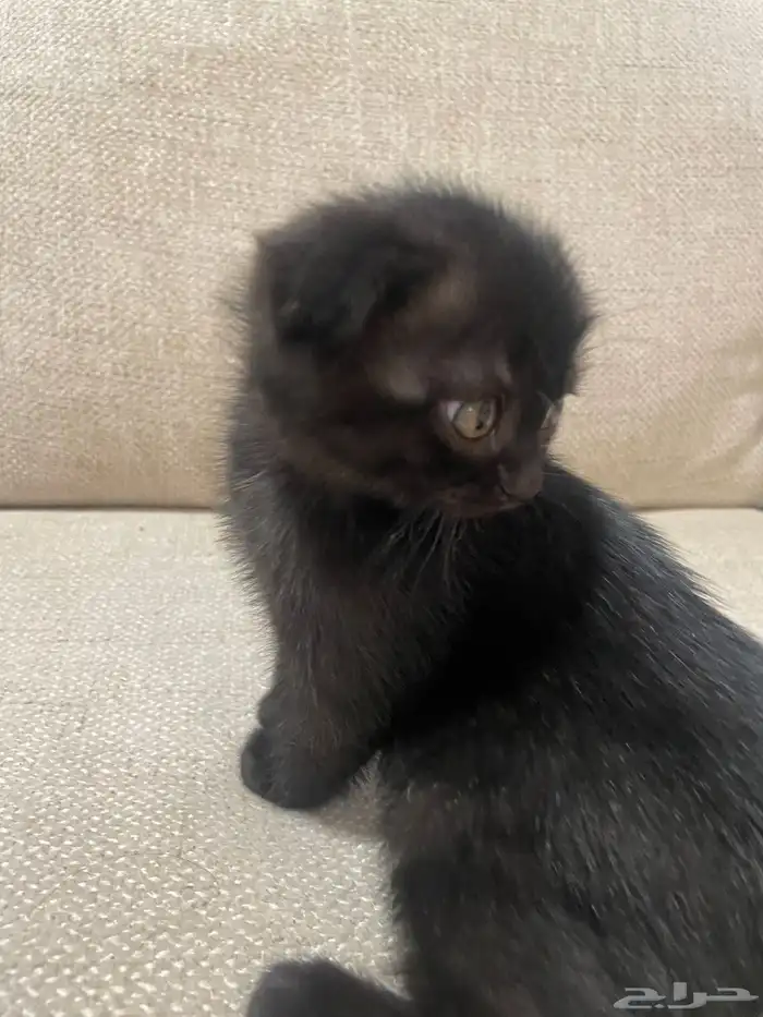 قطط مكس سكوتش وشيرازي 2