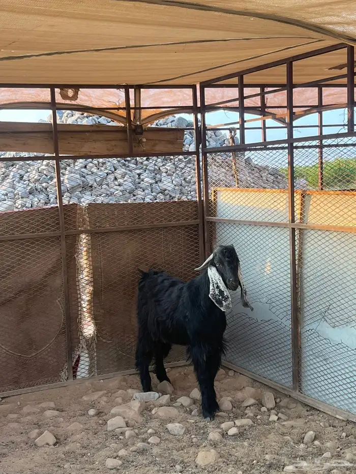 تيس عارضي مشروع فحل صنف الصنف 0