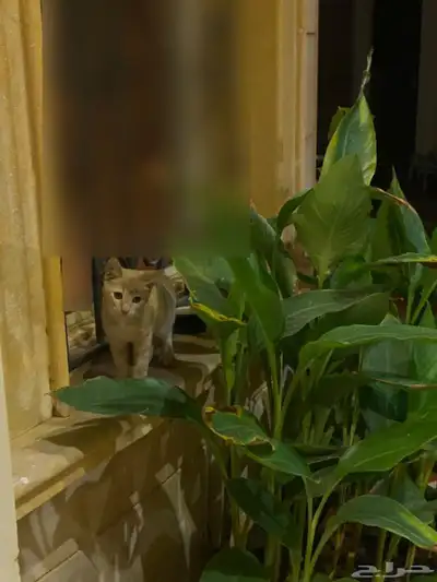 قط بلدي للتبني 0