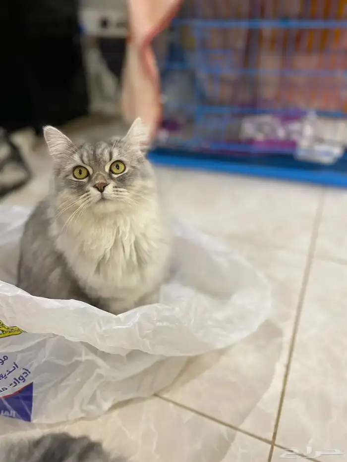 قطه للبيع بصحه ممتازه 0