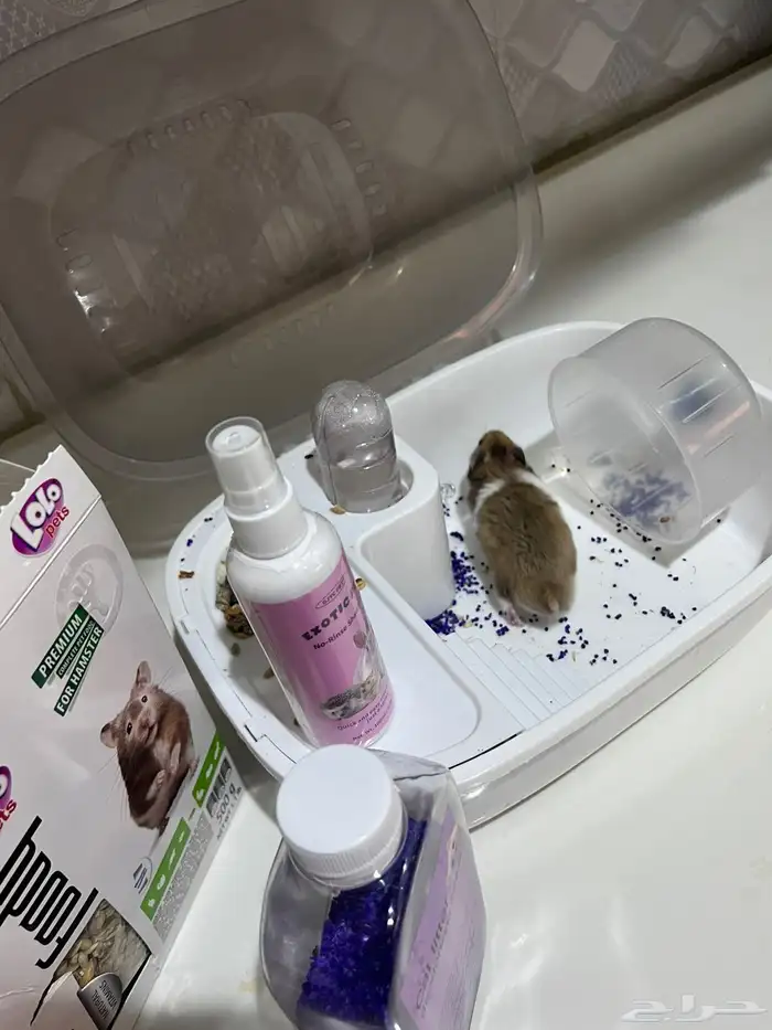 هامستر سوري 2