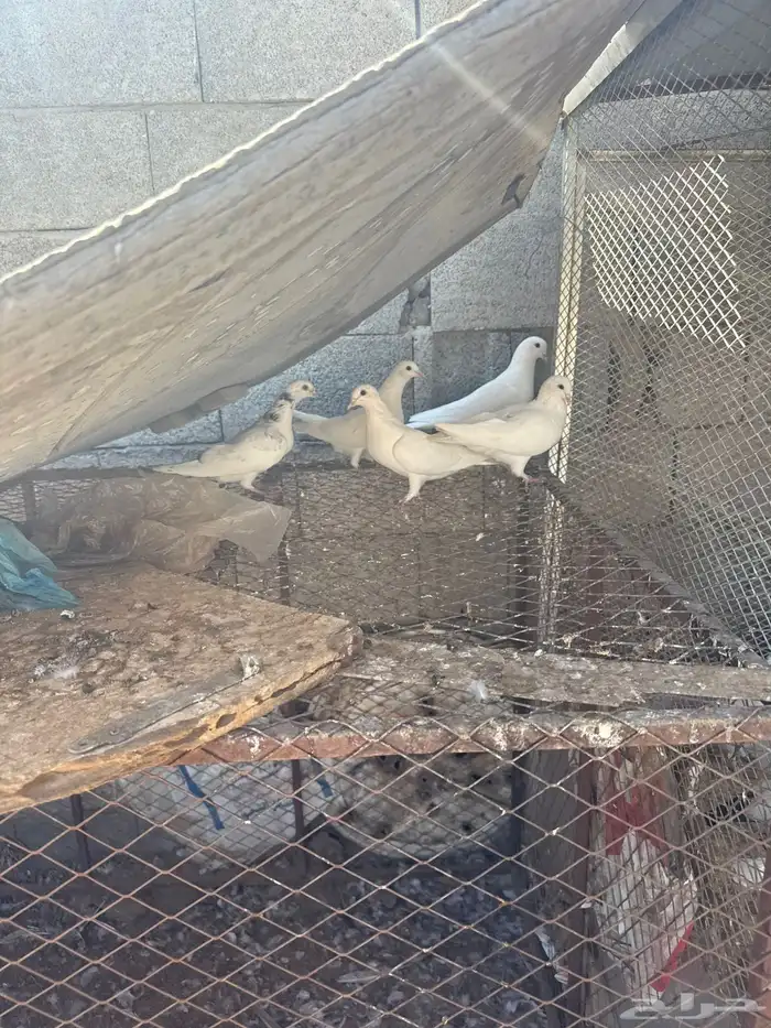 حمام بكستاني و فرنسي 8