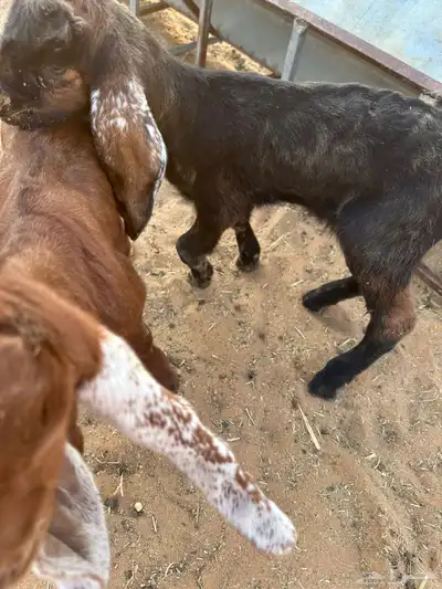 معزا تحتها 6 index