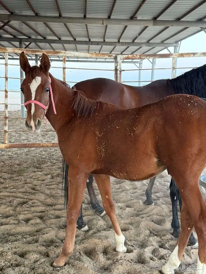 حصان شعبي ارغب البدل بحصان معسوف 3