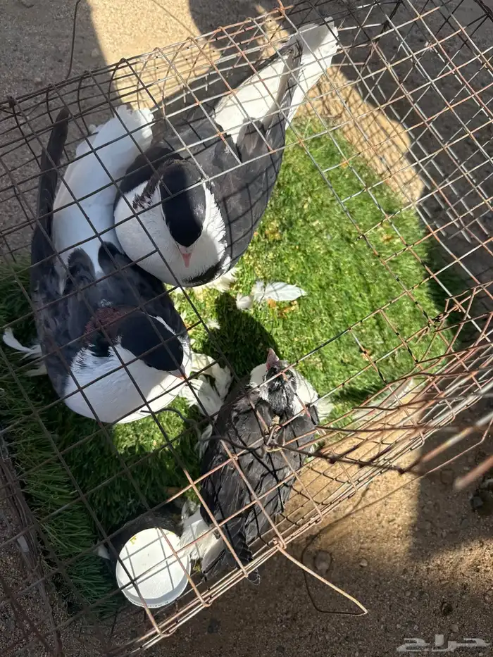 حمام بكستاني و فرنسي 0