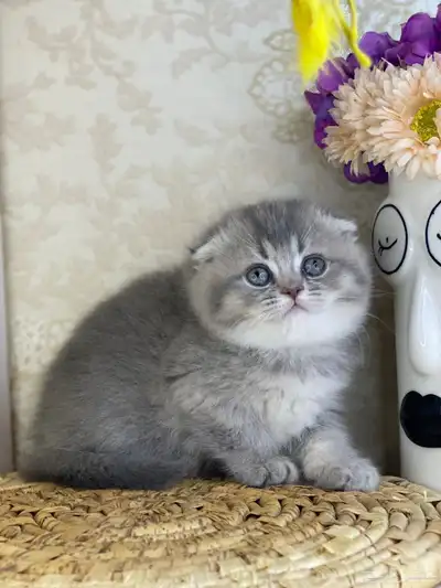 قطوه (سكوتش فولد العمر 3 اشهر ) مع جميع مستلزماتها index