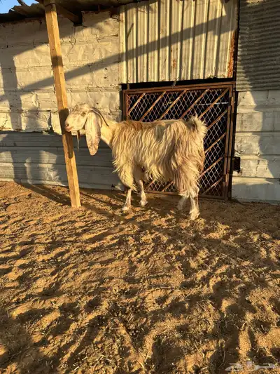 معزا تحتها 6 index