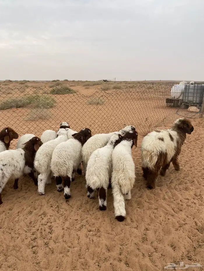 بهم نعيم تم البيع 1