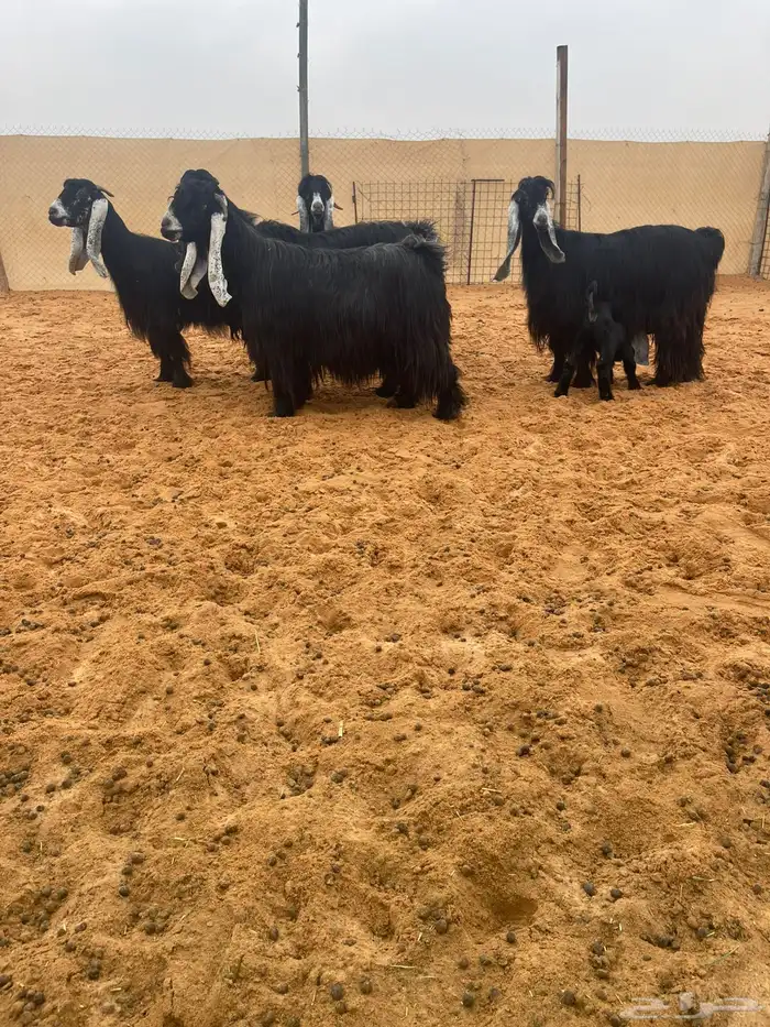 للبيع معزا عوارض فواخر 0