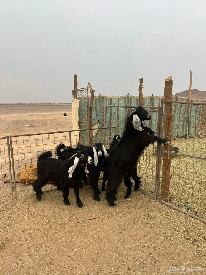 تيوس مخاصي جبره 1