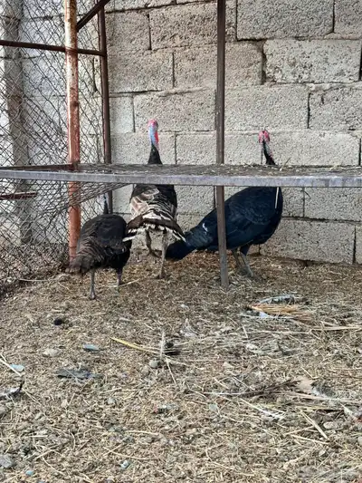 دجاج رومي index