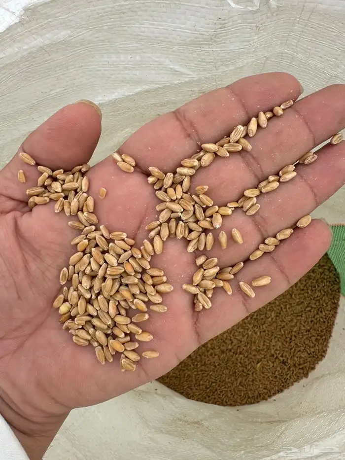 بذر قمح سميد 1