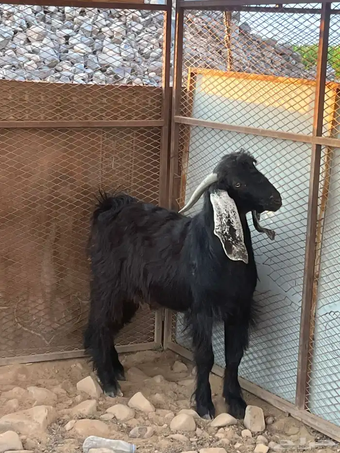 تيس عارضي مشروع فحل صنف الصنف 5