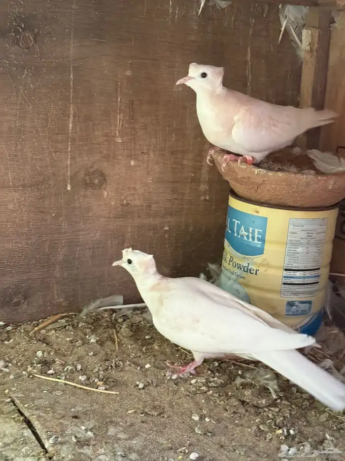 حمام هولندي 2